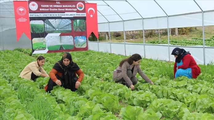 Güneydoğu Anadolu Projesi (GAP) Bölge Kalkınma İdaresinin hayata geçirdiği proje sayesinde Şırnaklı 14 ev kadını sera sahibi oldu.