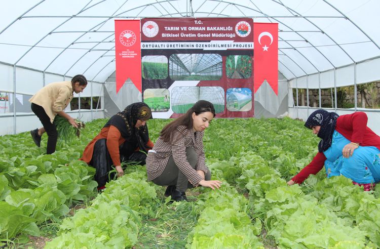 Güneydoğu Anadolu Projesi (GAP) Bölge Kalkınma İdaresinin hayata geçirdiği proje sayesinde Şırnaklı 14 ev kadını sera sahibi oldu.