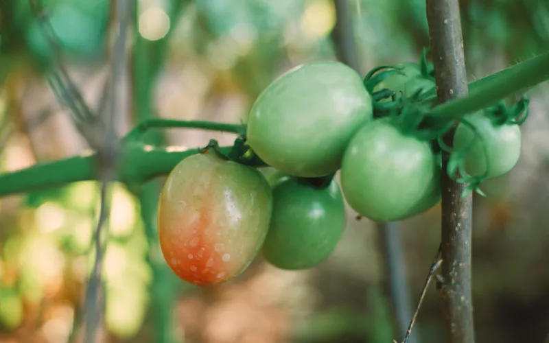Sebze meyve yetiştirecekler dikkat! Mevsime göre hangi ayda hangi tohum ekilir?