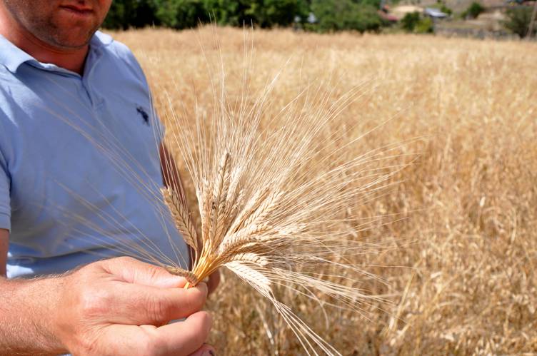 Kastamonu'da "buğdayın atası" siyezin hasadı başladı