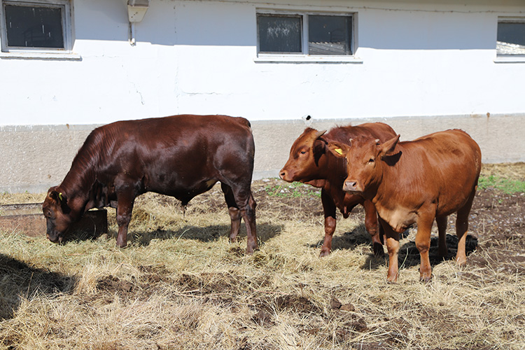 Türkiye'de Embriyo Transferiyle "Beefmaster" Danaları Üretiliyor