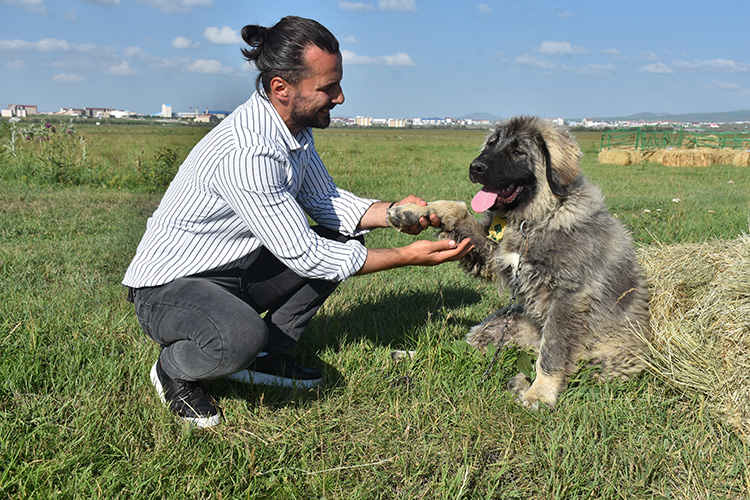 Kafkas Üniversitesi'nden Kars Çoban Köpeği Koruma Çalışmaları