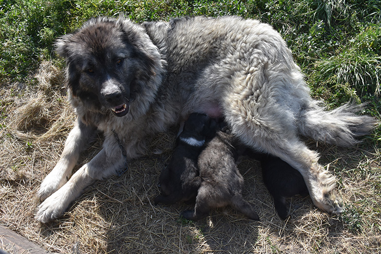 Kafkas Üniversitesi'nden Kars Çoban Köpeği Koruma Çalışmaları