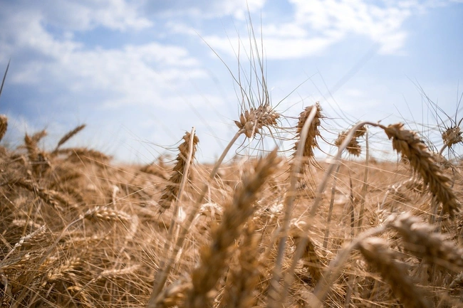 Türk Bilim İnsanlarının Başarısı: Soğuk ve Kuraklığa Dirençli Buğday ve Arpa Üretildi