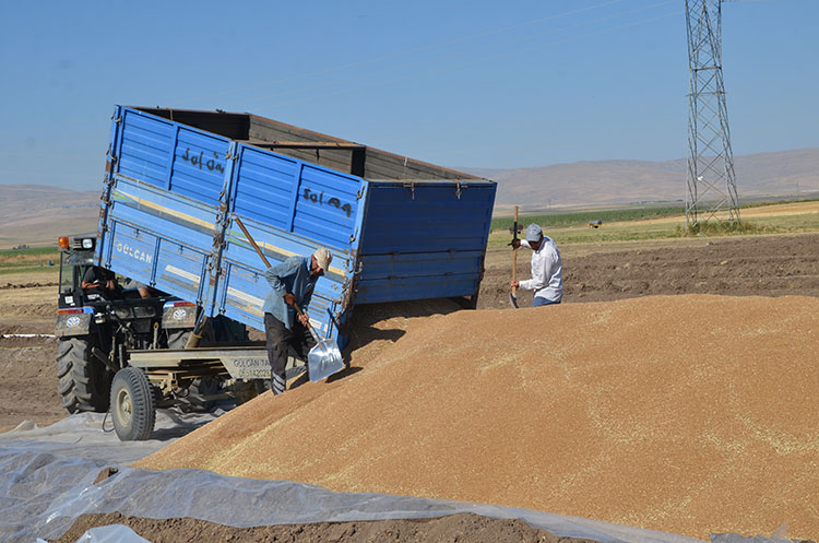 Verimli Buğday Hasadı: Muş Çiftçileri Rekor Rekolte ile Memnun