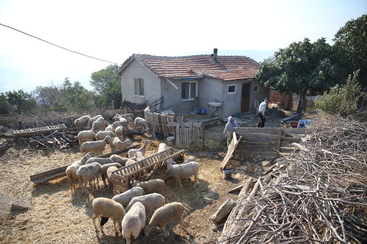 Yangın Felaketine Karşı Tek Başına Direnen Yaşlı Çiftçi: Koyunlarım Can Taşıyor