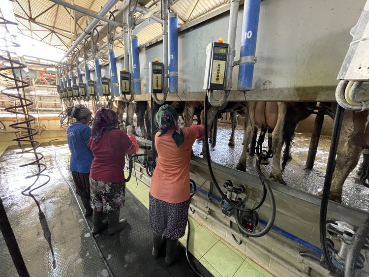 Ali Baba'nın Çiftliği: Adana'da Geleneksel Hayvancılığın Modern Başarı Hikayesi