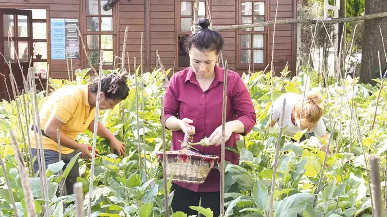 Doğu Karadeniz'de Ata Tohumlarıyla Meyve ve Sebzelerin Yeniden Hayat Buluşu