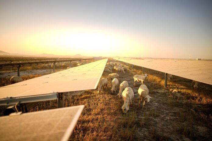 Karapınar Güneş Enerjisi Santrali: Yenilenebilir Enerji ve Hayvancılığın Birleşimi