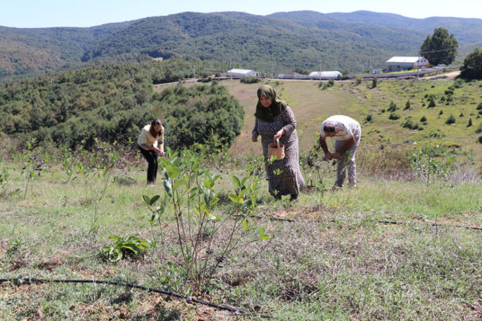 TAKE Projesiyle Kocaeli'de Tarım Alanları Canlanıyor