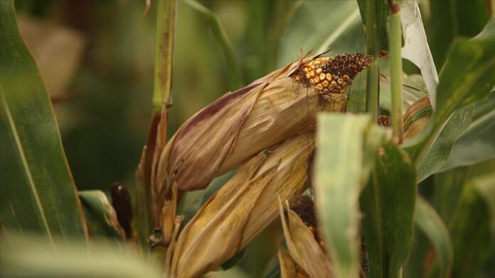 Yerli ıslah tohumları, mısır ıslah süresini 3 yıla indirdi