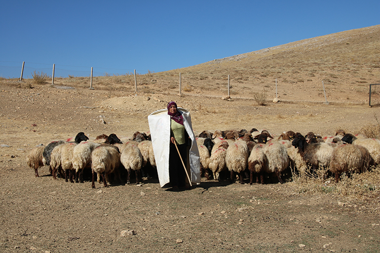 Köydeki Başarı Hikayesi: Zahide Gültekin'in Koyun İşletmesi