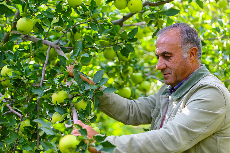 Vanlı profesör hem üniversitede ders anlatıyor hem de bahçede elma yetiştiriyor