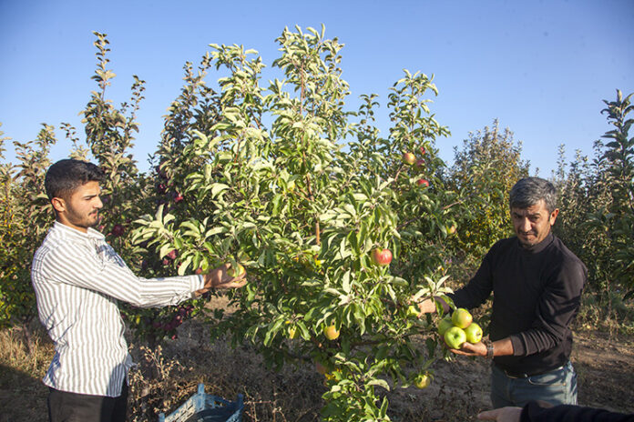 Ahlat'ta 60 Dönümlük Elma Bahçesiyle Başarı Hikayesi