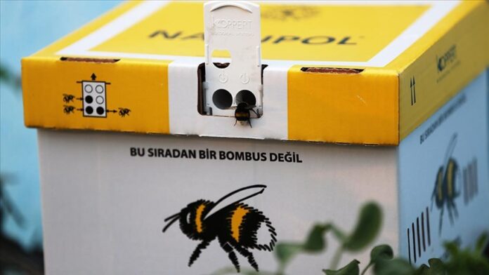 Seralarda Renk Değişimi: Bombus Arılarıyla Domates Üretimi