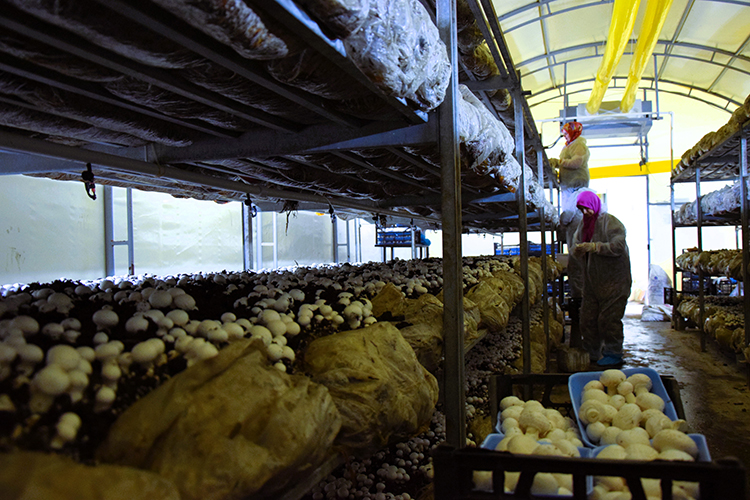 Bilecikli girişimci, devlet desteğiyle kurduğu tesiste bir yılda 100 ton kültür mantarı üretti
