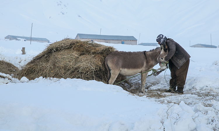 Hakkari'de karla kaplı köylerde günlük yaşam zorlu geçiyor 
