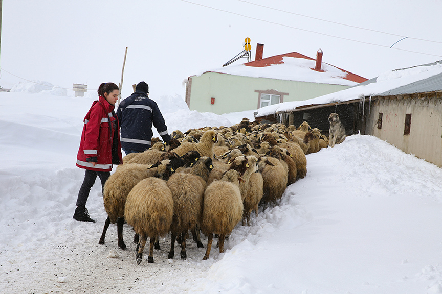 Veteriner hekimler ağır kış koşullarında hayvanların tedavisini aksatmıyor