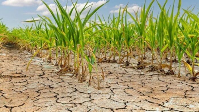 İklim değişikliği tarımı tehdit ediyor: Yalancı bahar tehlikesi
