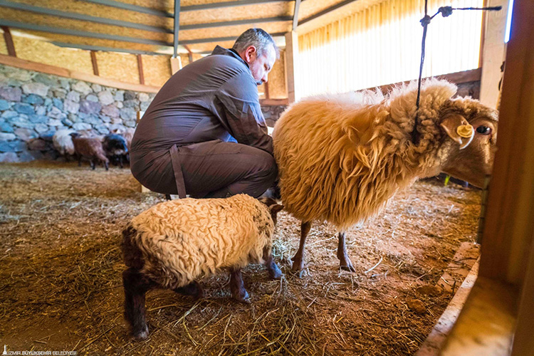Koruma altındaki Kaçeli koyunları İzmir'deki yaşam parkında yavruladı
