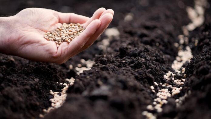 Kullanılan tohumların yüzde 97'si ülkemizde üretiliyor